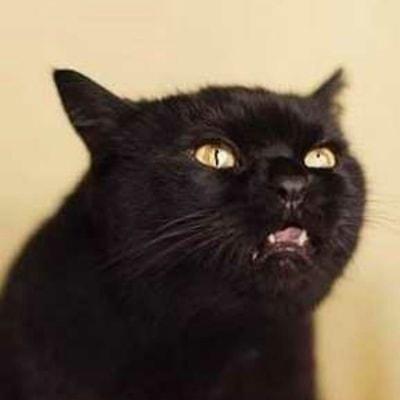 Dr. Cat
